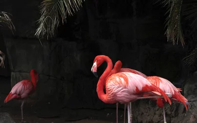 Foto op geborsteld aluminium Flamingo Flamingo& 39 s