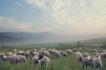 Rular landscape and eating sheeps