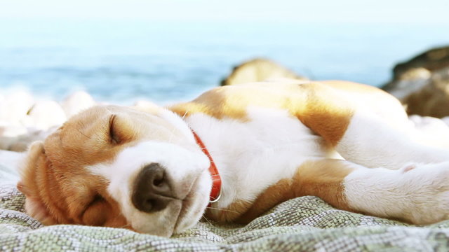 Funny beach scene: beagle puppy  dog sunbathing on the sea coast