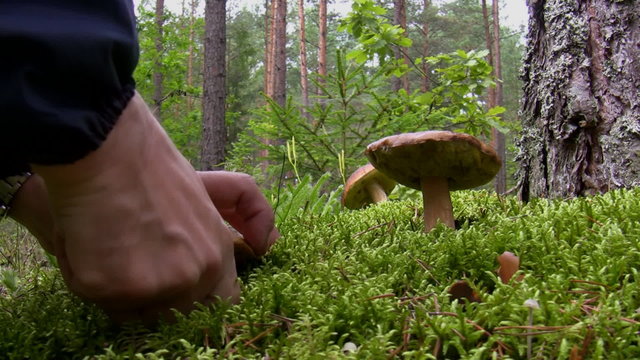 Blueing bolete mushroom picking in the forest