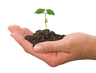 Bean seedling in hands