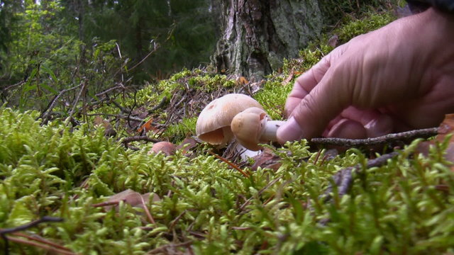 Hand picking gypsy mushroom in the forest