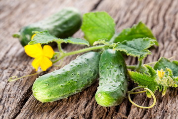Cucumbers with leaves