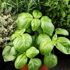 Close-up of basil, thyme, rosemary and oregano in flower pots