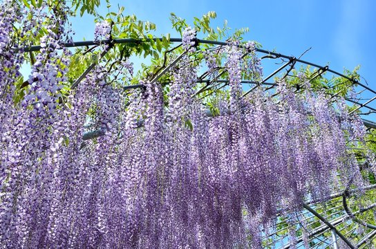 藤の花