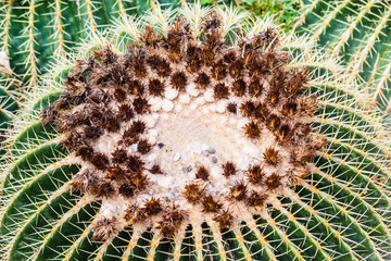 Globular cactus