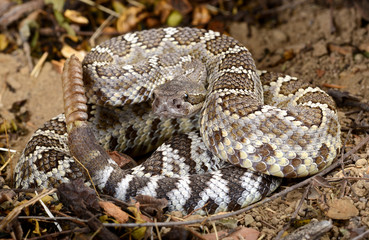 Southern Pacific Rattlesnake (Crotalus viridis helleri).