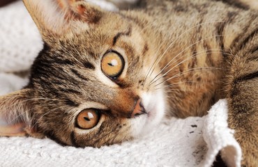 Close-up of cat o blanket.