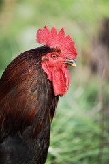 Close-up of rooster in the meadow.