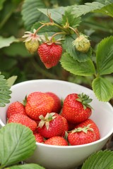Close-up of strawberries in the garden. Focus on strawberries i