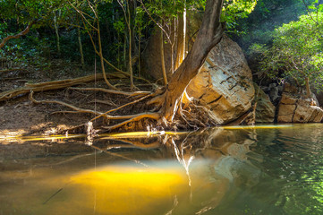 Morning in the wild jungle