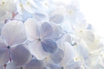 Hortensia bleu-violet
