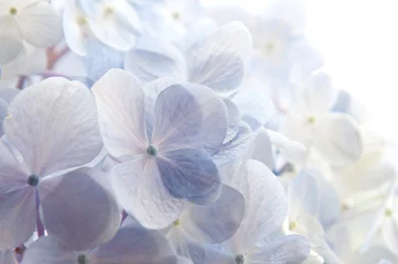 Photo sur Aluminium Hortensia Hortensia bleu-violet