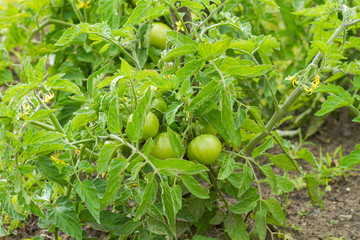 growing tomatoes in the garden
