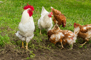 cock and chickens graze on grass