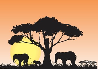 Elephants's silhouettes and the nature landscape