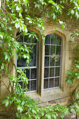 Stone window with climbing plants