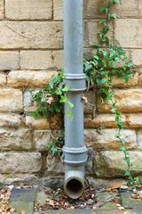 Ivy covered iron drainpipe