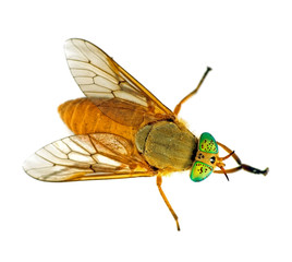 Deer fly with green eyes - macro, isolated over white