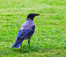 Hooded Crow (Corvus cornix) (sometimes called Hoodiecrow)