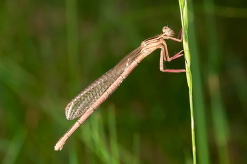 Dragonfly on a stem of grass.