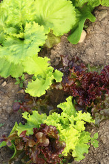 Young salad lettuce growing outdoors