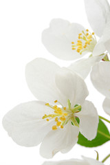 Obraz na płótnie Canvas Apple tree flowers on white
