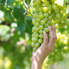Fresh green grapes