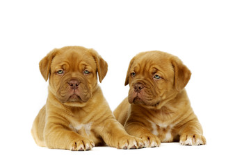 Two Dogue De Boudeux Puppies laid Isolated on a white background