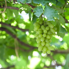 Fresh green grapes