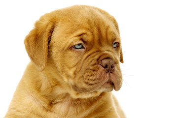 Dogue De Boudeux Puppy Close Up Isolated on a white background