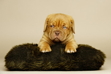 Dogue De Boudeux Puppy laid on a brown cushion