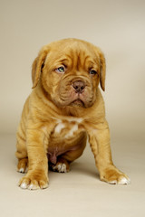 Dogue De Boudeux Puppy sat on a cream background