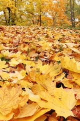 Close-up of colorful autumn leaves in park