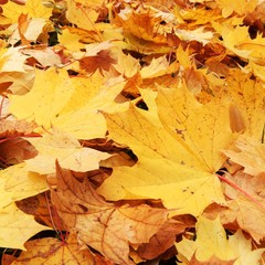 Naklejka na ściany i meble Close-up of colorful autumn leaves in park