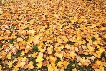 Close-up of colorful autumn leaves in park