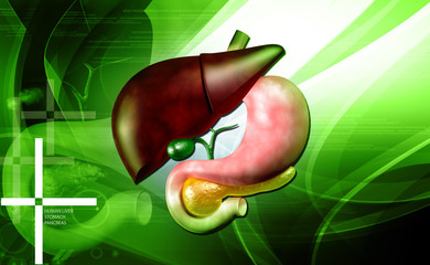 stomach and liver