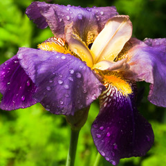 Purple German Iris or Iris germanica close up