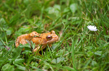 Albino frog with red eyes