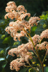 Rodgersia aesculifolia flowers in summer