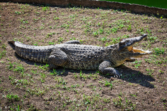 crocodile on the ground