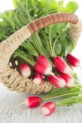 Summer radishes in a basket.