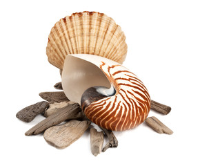 Marine still life.