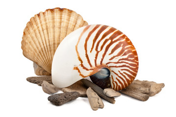 Marine still life.