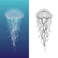 Fototapeta premium Jellyfish1