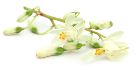 Edible moringa flower over white background