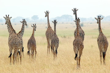 Herd of giraffes