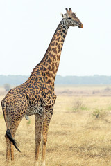 Giraffe (Giraffa camelopardalis)