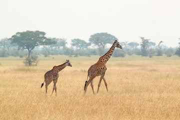 Young giraffe and mother