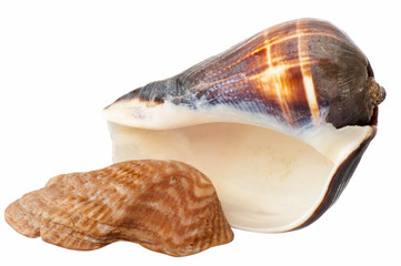 seashell